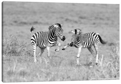 Zebras Canvas Art Print - Elmar Weiss