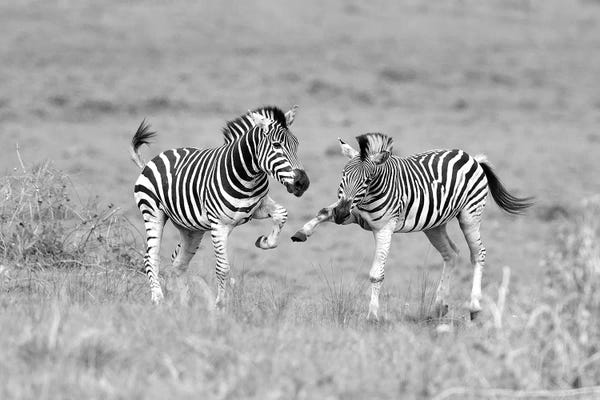 Elmar Weiss: Zebras by Elmar Weiss