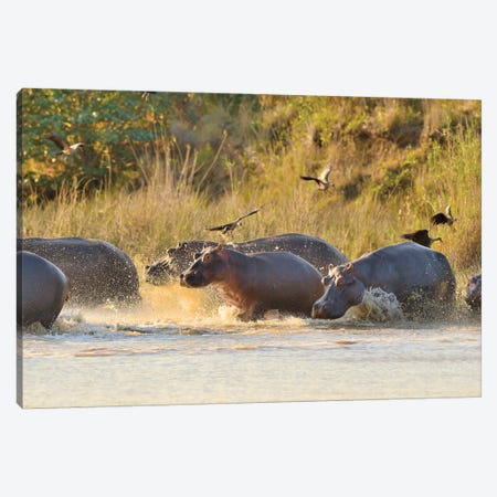 A Group Of Hippos Entering The River Canvas Print #ELM166} by Elmar Weiss Canvas Art
