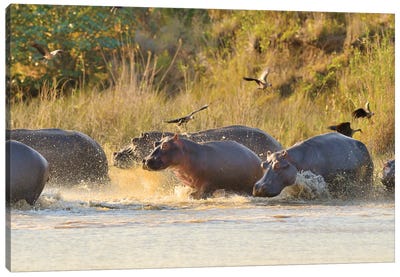 A Group Of Hippos Entering The River Canvas Art Print - Hippopotamus Art