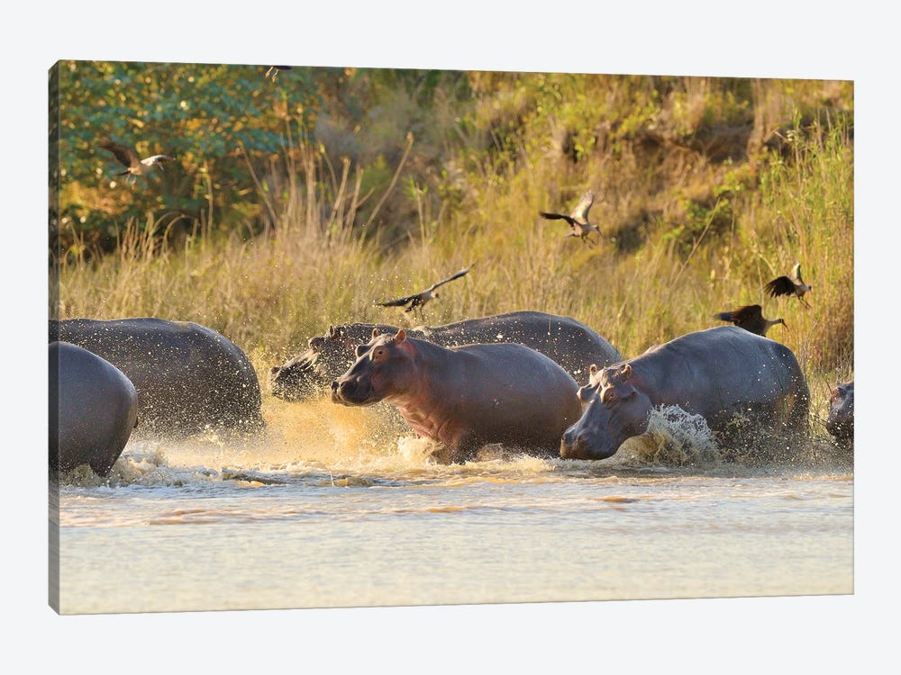 A Group Of Hippos Entering The River by Elmar Weiss 1-piece Canvas Print