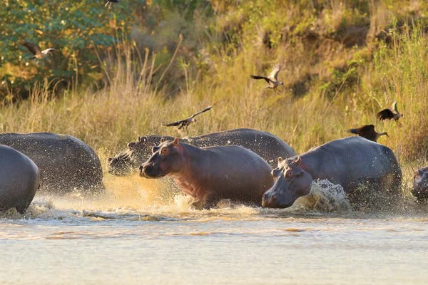Hippopotamuses: A Group Of Hippos Entering The River by Elmar Weiss