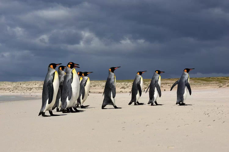 A Group Of King Penguins Walking