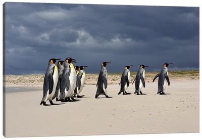 A Group Of King Penguins Walking Canvas Art Print - Elmar Weiss