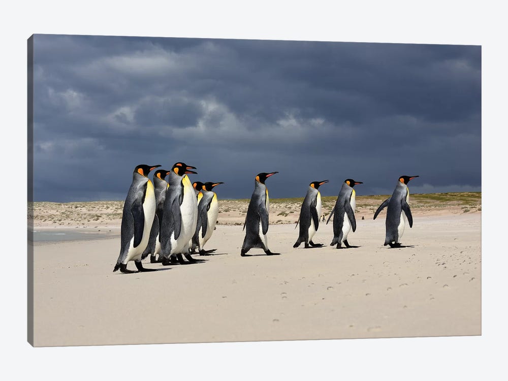A Group Of King Penguins Walking by Elmar Weiss 1-piece Canvas Art