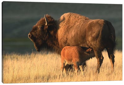 American Bison Feeding A Calf Canvas Art Print - Elmar Weiss