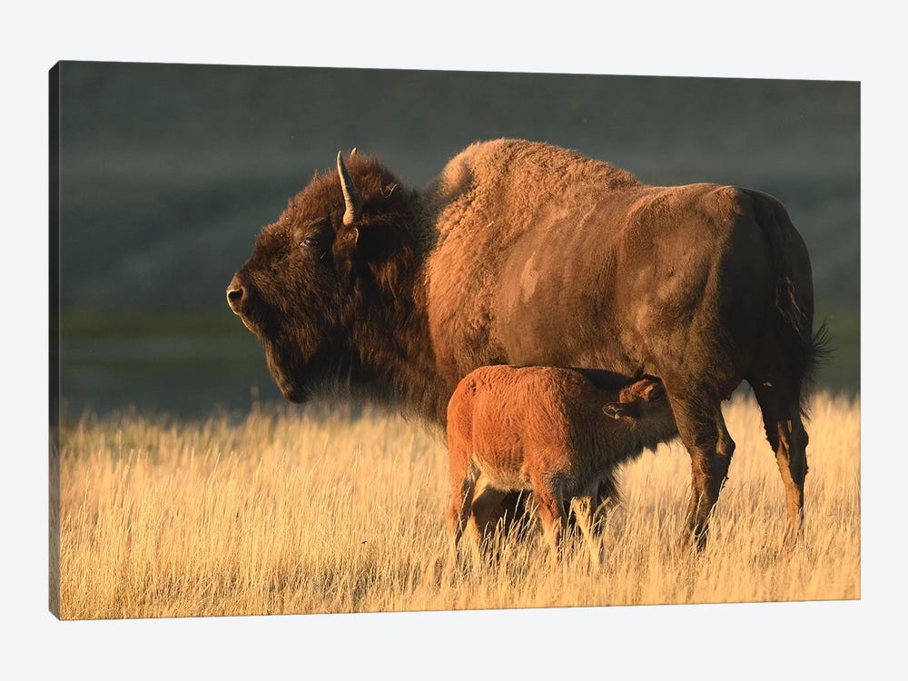 American Bison Feeding A Calf by Elmar Weiss 1-piece Canvas Art
