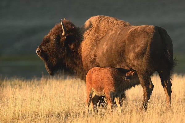 Elmar Weiss: American Bison Feeding A Calf by Elmar Weiss