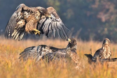 Attack - Sea Eagles by Elmar Weiss framed canvas print