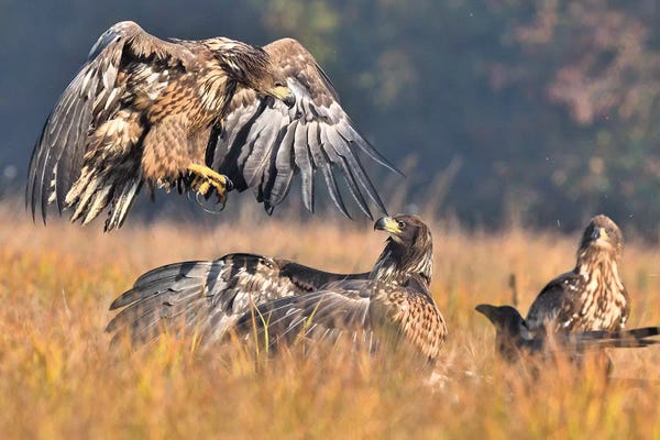 Elmar Weiss: Attack - Sea Eagles by Elmar Weiss