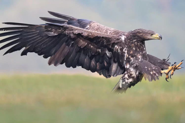Attack -White-Tailed Eagle