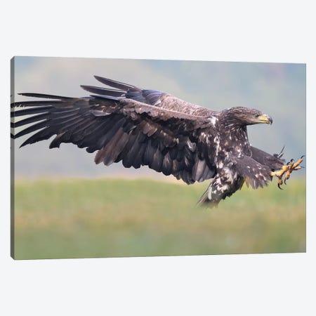 Attack -White-Tailed Eagle Canvas Print #ELM173} by Elmar Weiss Canvas Wall Art