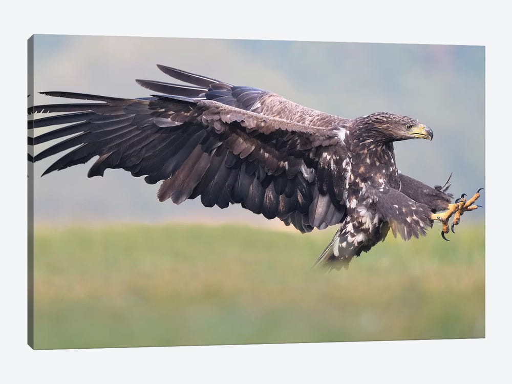 Attack -White-Tailed Eagle by Elmar Weiss 1-piece Art Print