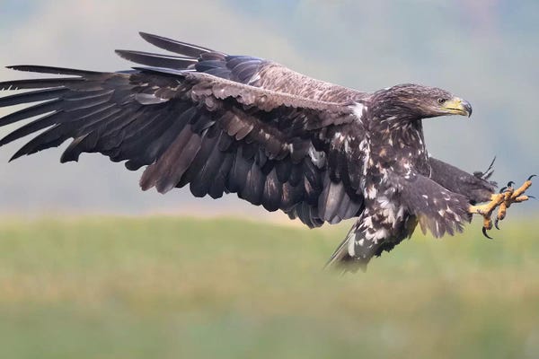 Elmar Weiss: Attack -White-Tailed Eagle by Elmar Weiss