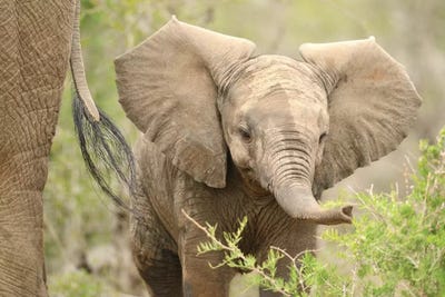 Baby Elephant by Elmar Weiss canvas print