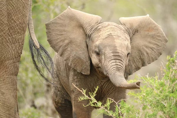 Elmar Weiss: Baby Elephant by Elmar Weiss