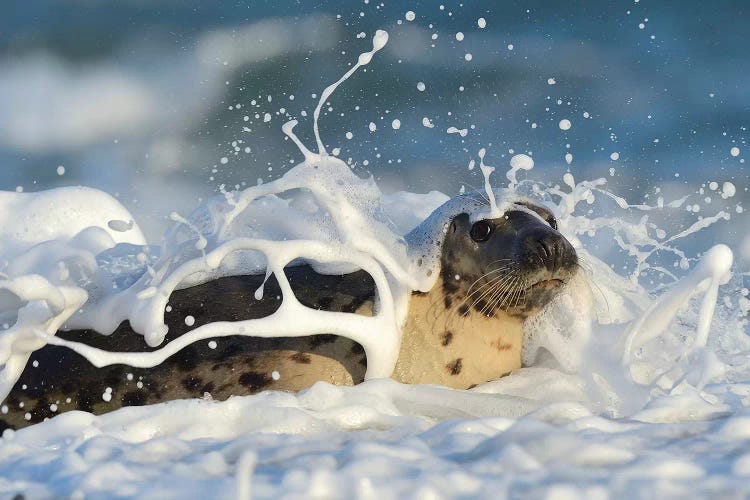 Bubble Bath