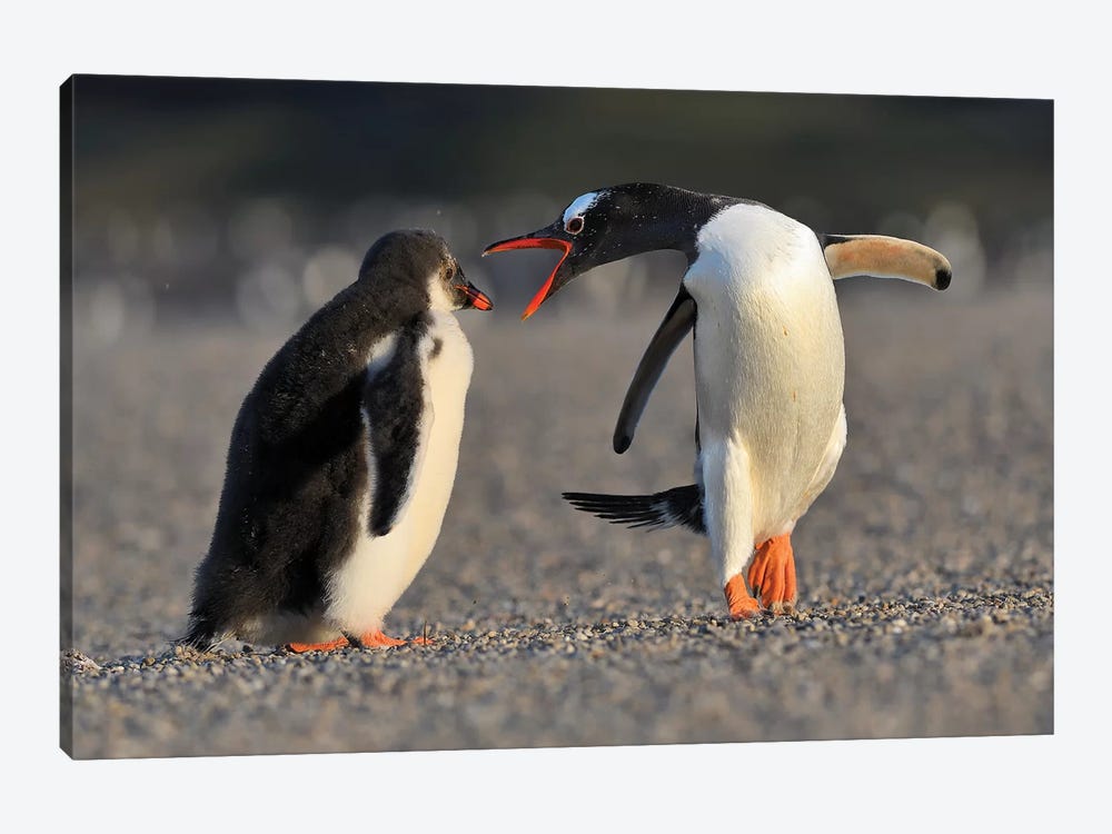 Bad Chick - Gentoo Penguin Education by Elmar Weiss 1-piece Canvas Wall Art