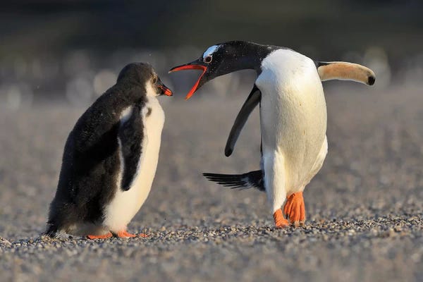 Elmar Weiss: Bad Chick - Gentoo Penguin Education by Elmar Weiss