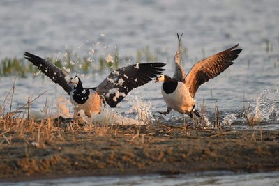 Barnacle Geese Foam Party by Elmar Weiss art print