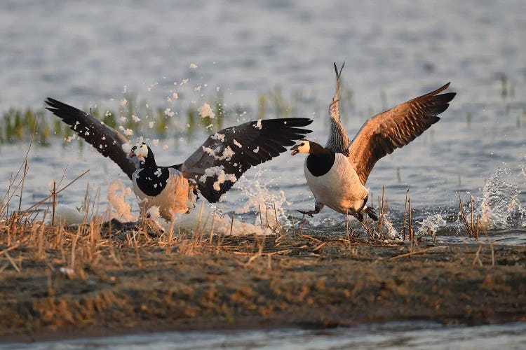 Barnacle Geese Foam Party