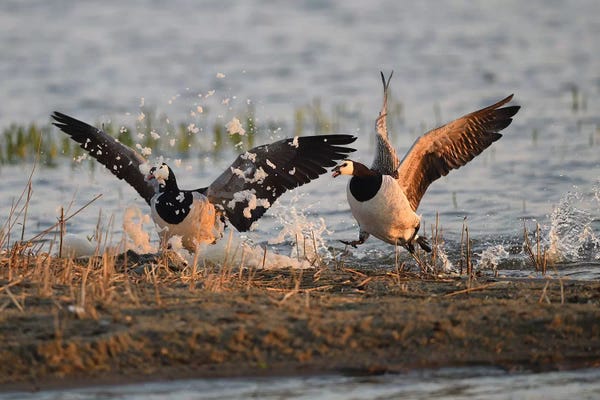 Elmar Weiss: Barnacle Geese Foam Party by Elmar Weiss
