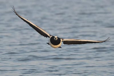 Barnacle Goose In Flight Frontal by Elmar Weiss art print