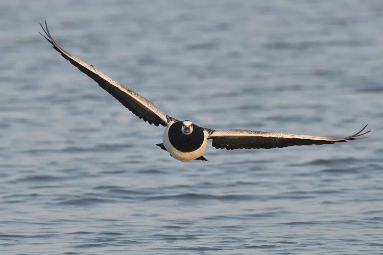 Barnacle Goose In Flight Frontal