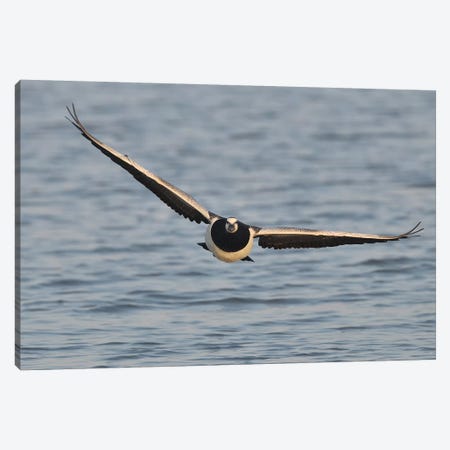 Barnacle Goose In Flight Frontal Canvas Print #ELM189} by Elmar Weiss Canvas Art Print