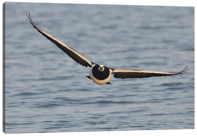 Barnacle Goose In Flight Frontal Canvas Art Print - Goose Art