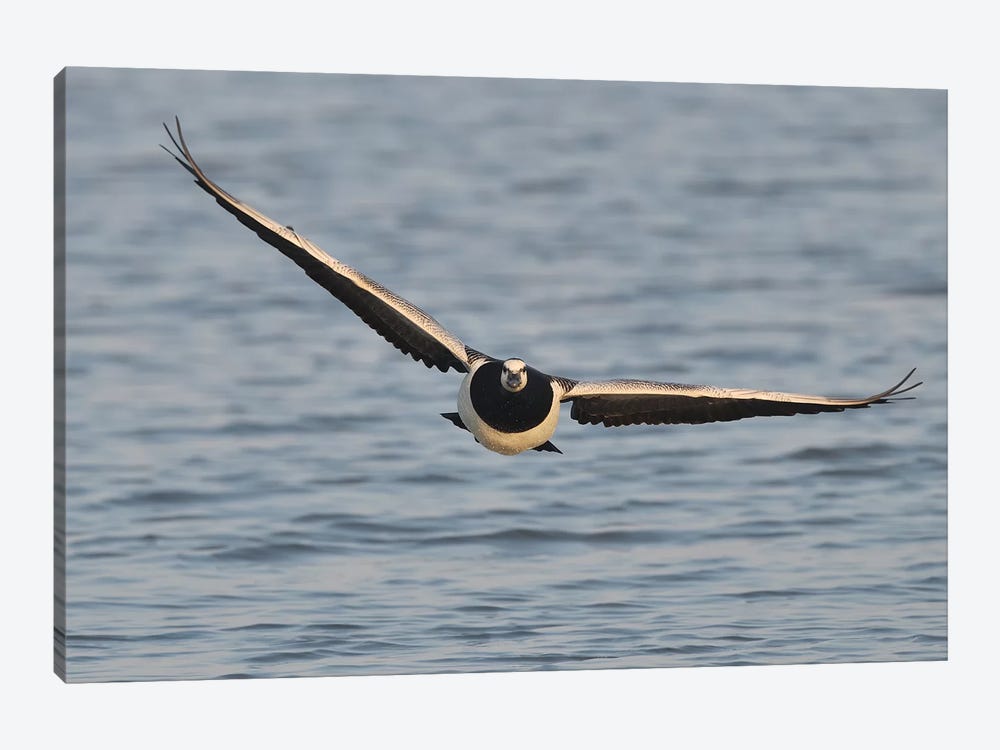 Barnacle Goose In Flight Frontal by Elmar Weiss 1-piece Canvas Art