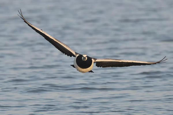 Elmar Weiss: Barnacle Goose In Flight Frontal by Elmar Weiss