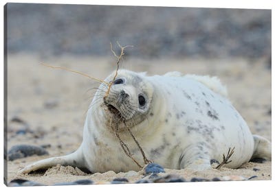Beach Works - Grey Seal Pup Canvas Art Print