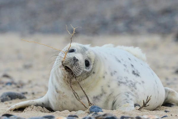 Elmar Weiss: Beach Works - Grey Seal Pup by Elmar Weiss