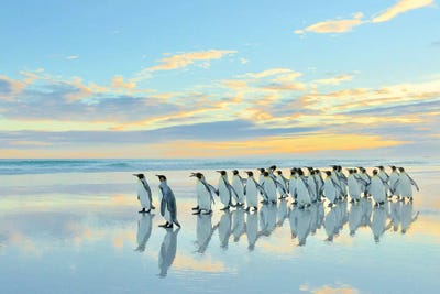 Beach Walk - King Penguins by Elmar Weiss canvas print