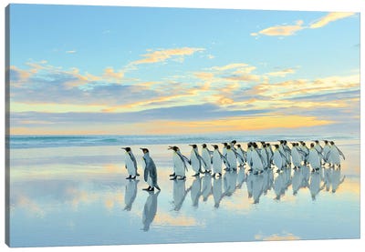 Beach Walk - King Penguins Canvas Art Print - Elmar Weiss