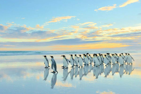 Elmar Weiss: Beach Walk - King Penguins by Elmar Weiss