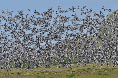 Barnacle Geese Migration by Elmar Weiss art print