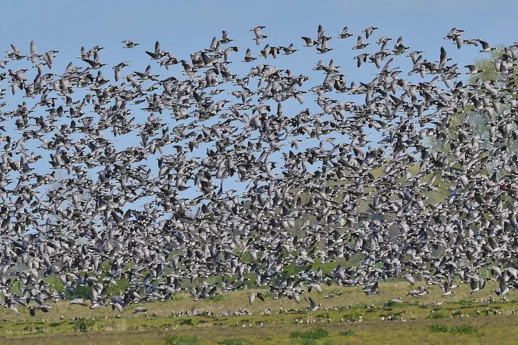 Barnacle Geese Migration