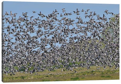 Barnacle Geese Migration Canvas Art Print - Goose Art