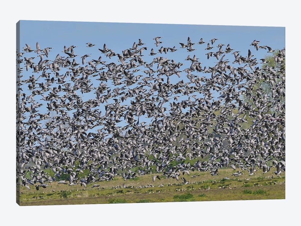 Barnacle Geese Migration by Elmar Weiss 1-piece Art Print