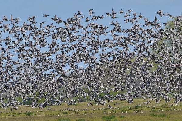 Elmar Weiss: Barnacle Geese Migration by Elmar Weiss