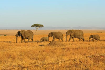 Breading Herd Of Elephants by Elmar Weiss framed canvas print