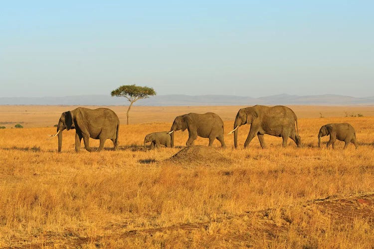 Breading Herd Of Elephants