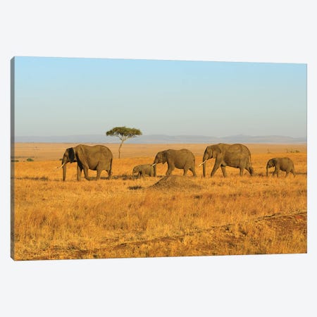 Breading Herd Of Elephants Canvas Print #ELM197} by Elmar Weiss Canvas Art Print
