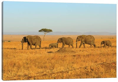 Breading Herd Of Elephants Canvas Art Print - Elmar Weiss