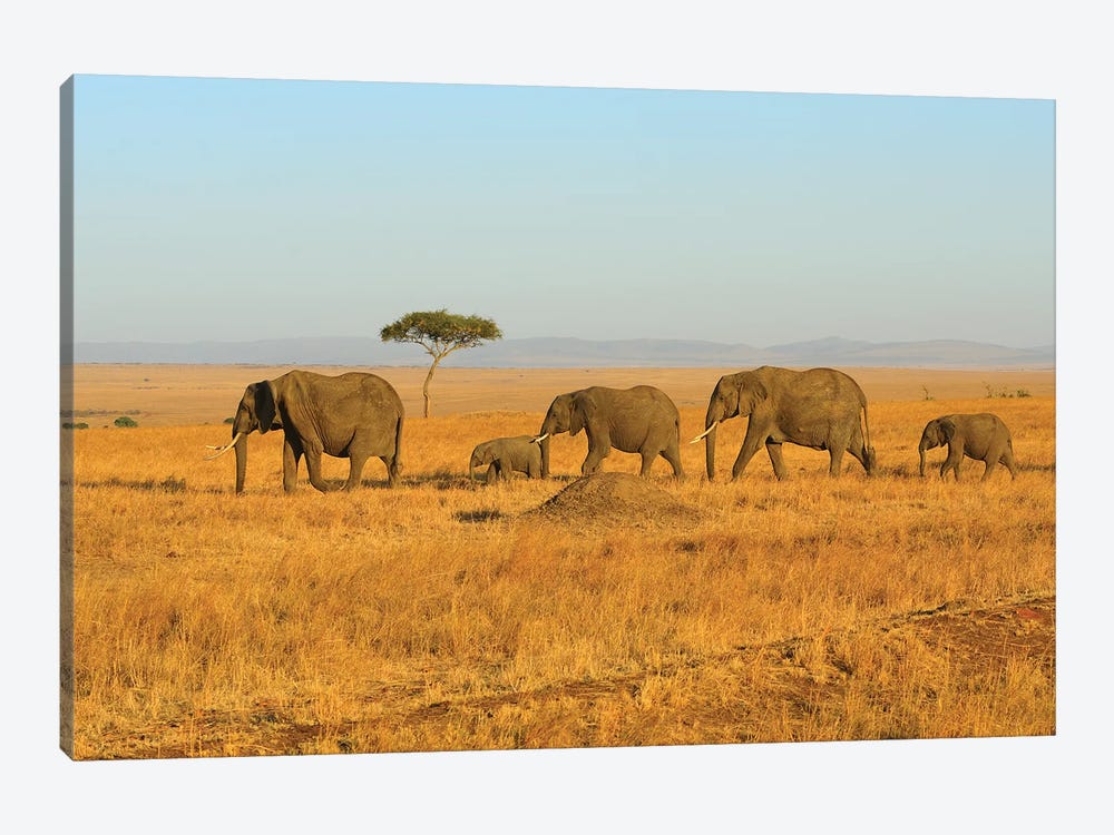 Breading Herd Of Elephants 1-piece Canvas Art Print