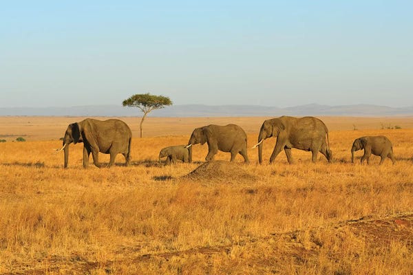 Elmar Weiss: Breading Herd Of Elephants by Elmar Weiss