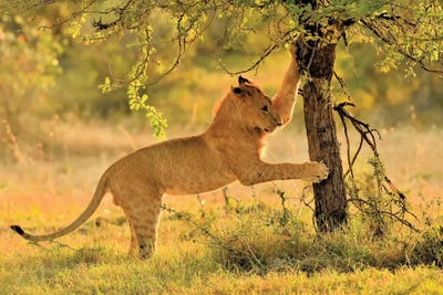 Cat Scatch Lion by Elmar Weiss framed canvas print