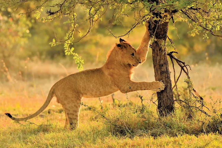 Cat Scatch Lion
